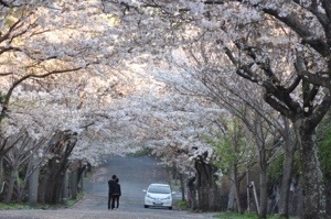 カフェの前の桜並木